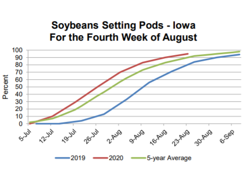 soybean-update-8-26-20