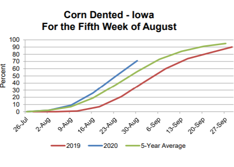 corn-update-8-31-20