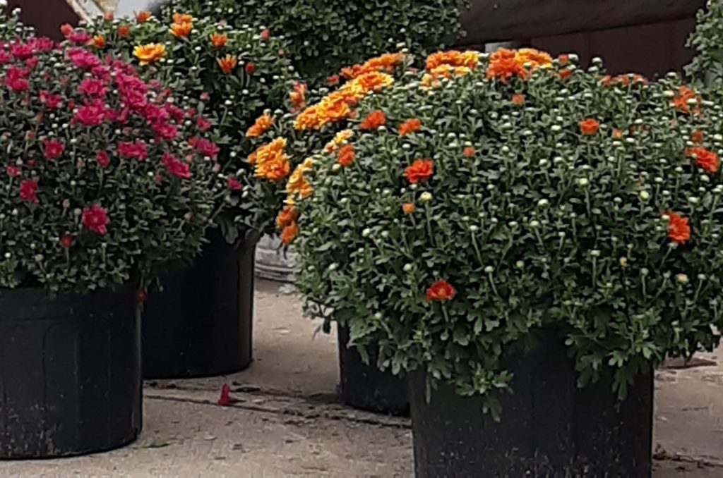 700 Mums Grown by MidPrairie Garden Club Are Now for Sale KCII Radio