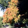 tree-leaves-october-2020