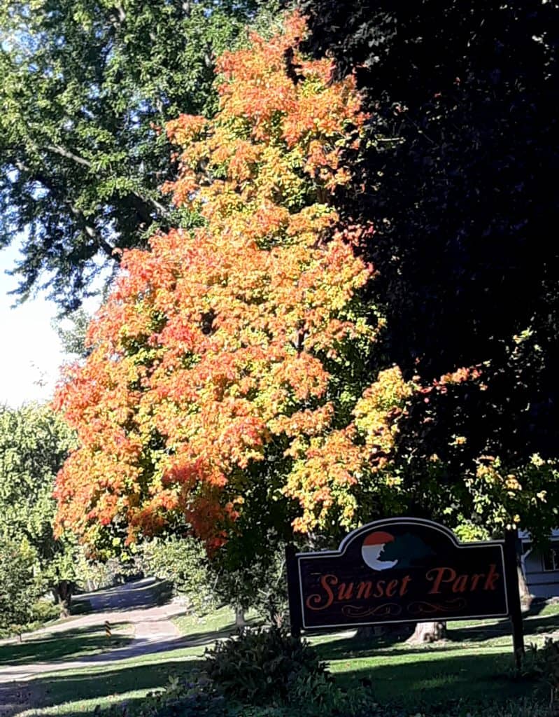 Fall Color Report - Vimarsana News