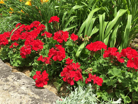 geraniums_large