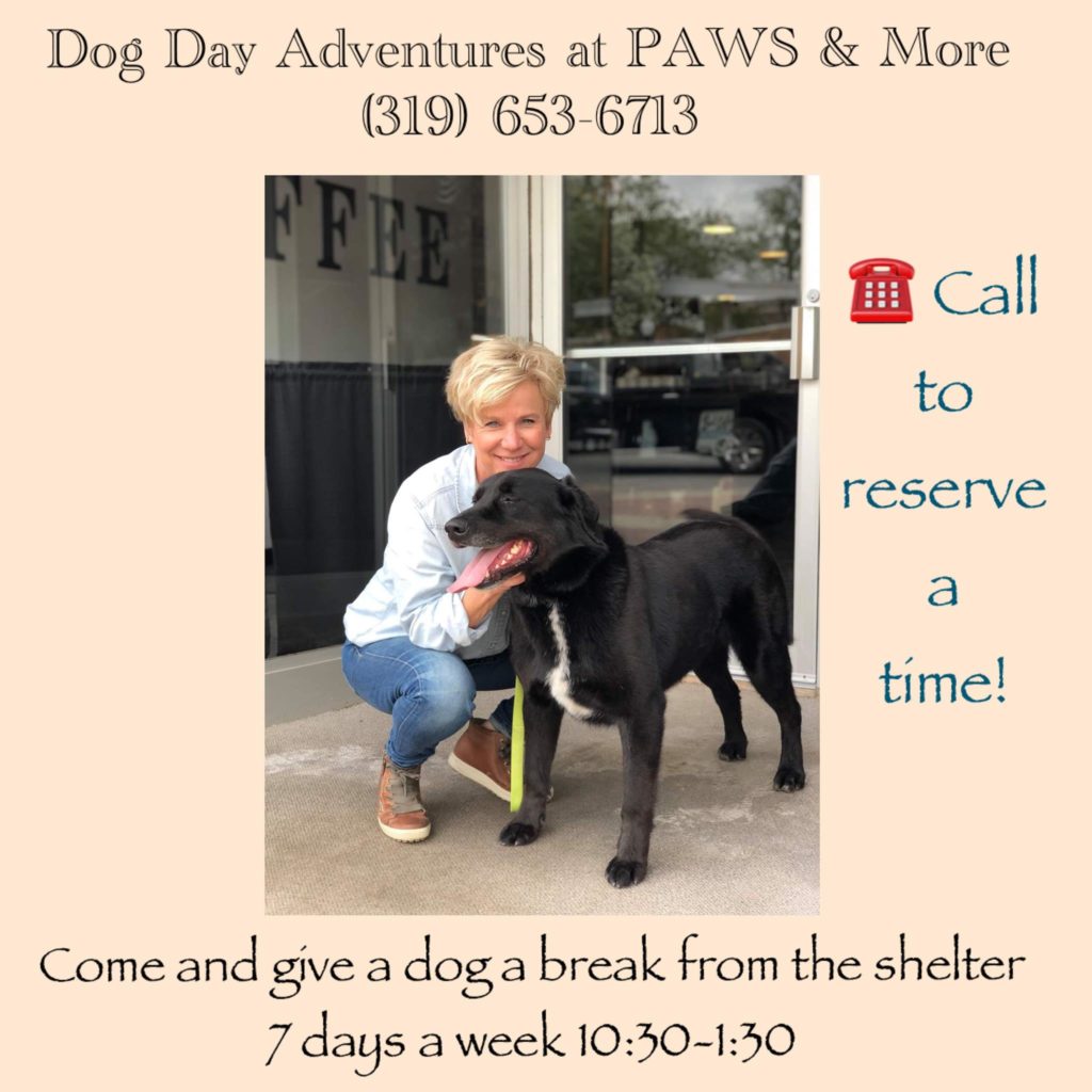 PAWS & More Animal Shelter Offers Dog Day Adventure Appointments - Vimarsana News