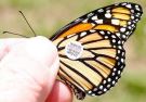 monarch-tagging