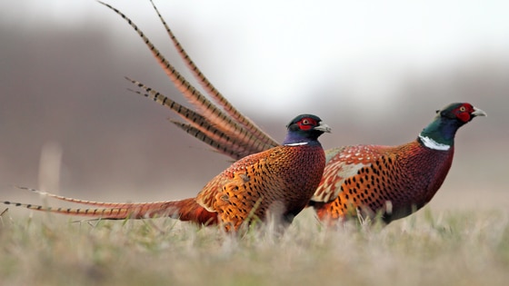 pheasant