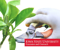 isu-pruning