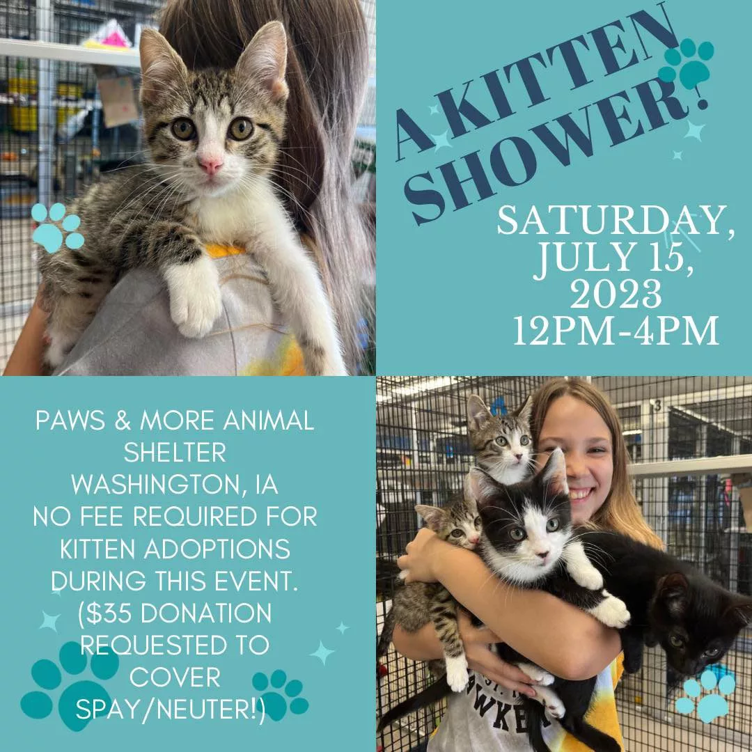 kitten-shower-3