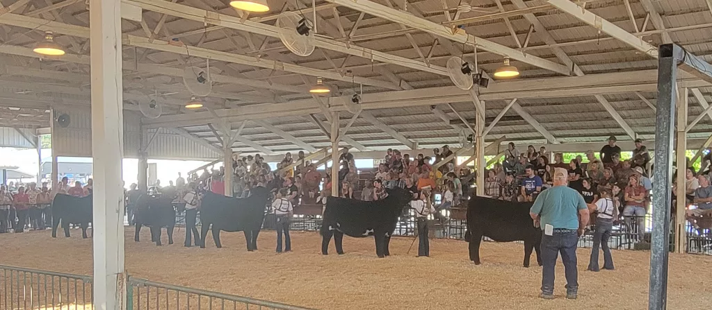 Washington County Fair Beef Results - Vimarsana News