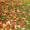 fall-leaves-2