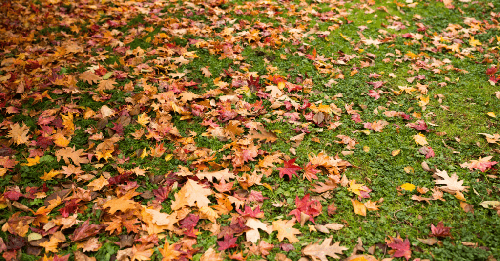 Iowa Fall Color Report - Vimarsana News