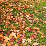 fall-leaves-2