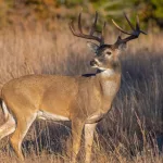 deer-in-tall-grass-1