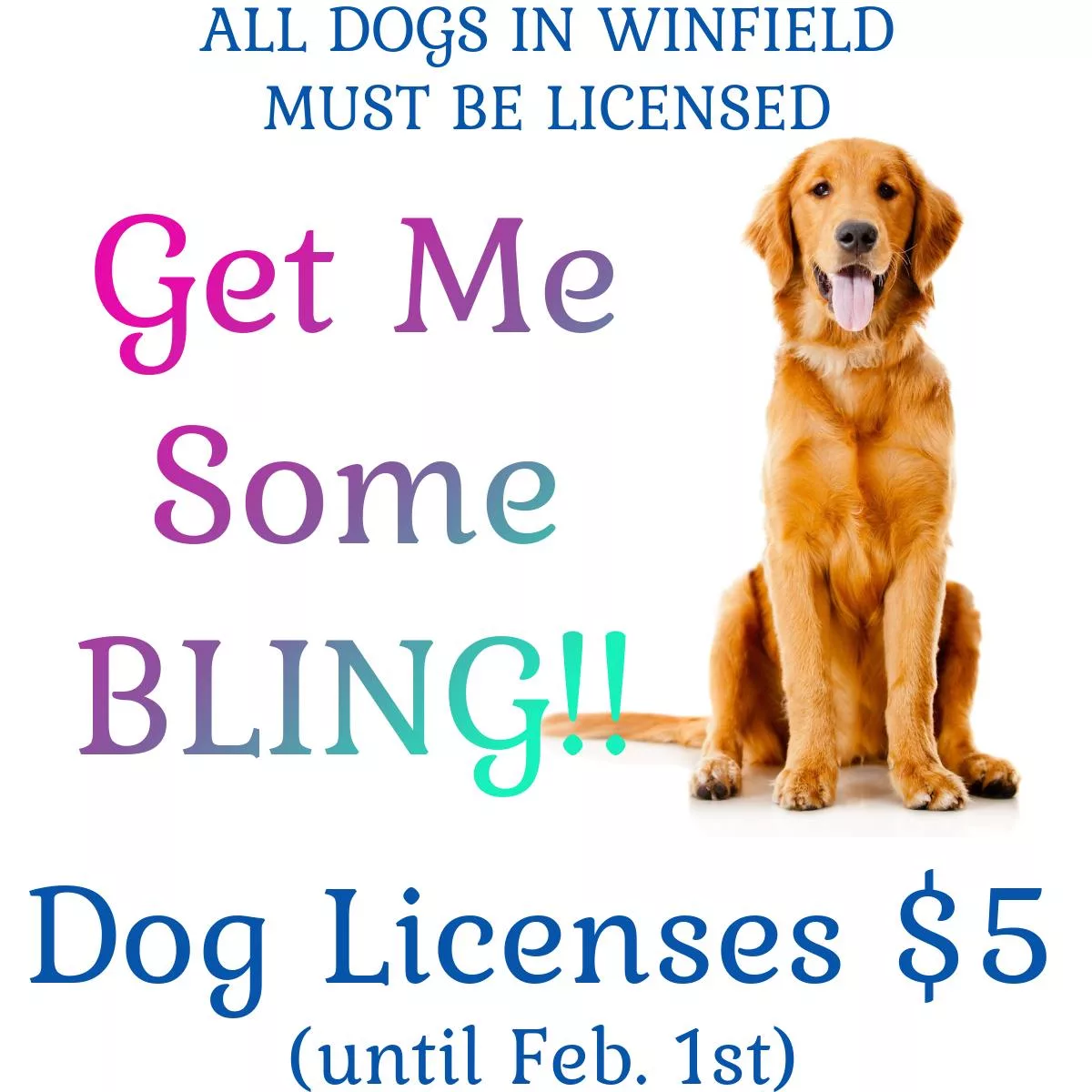 dog-license