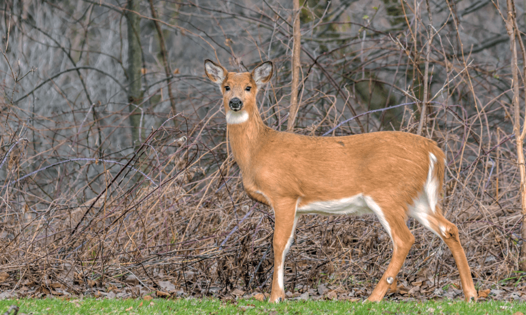 Jefferson County Included In Excess Tag Antlerless Season - Vimarsana News