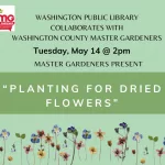 may-14-2024-master-gardeners-planting-for-dried-flowers