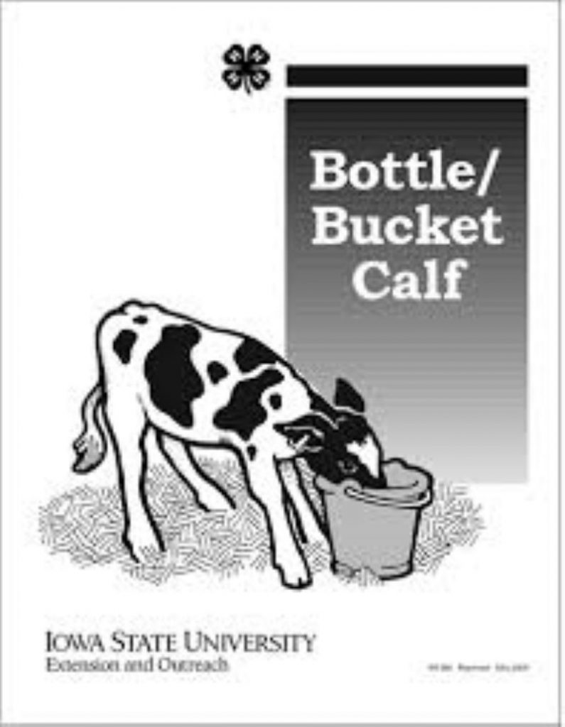 4-H Bucket Bottle Calf Prepare for Fair Workouts Planned