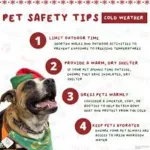 winter-pet-safety-800