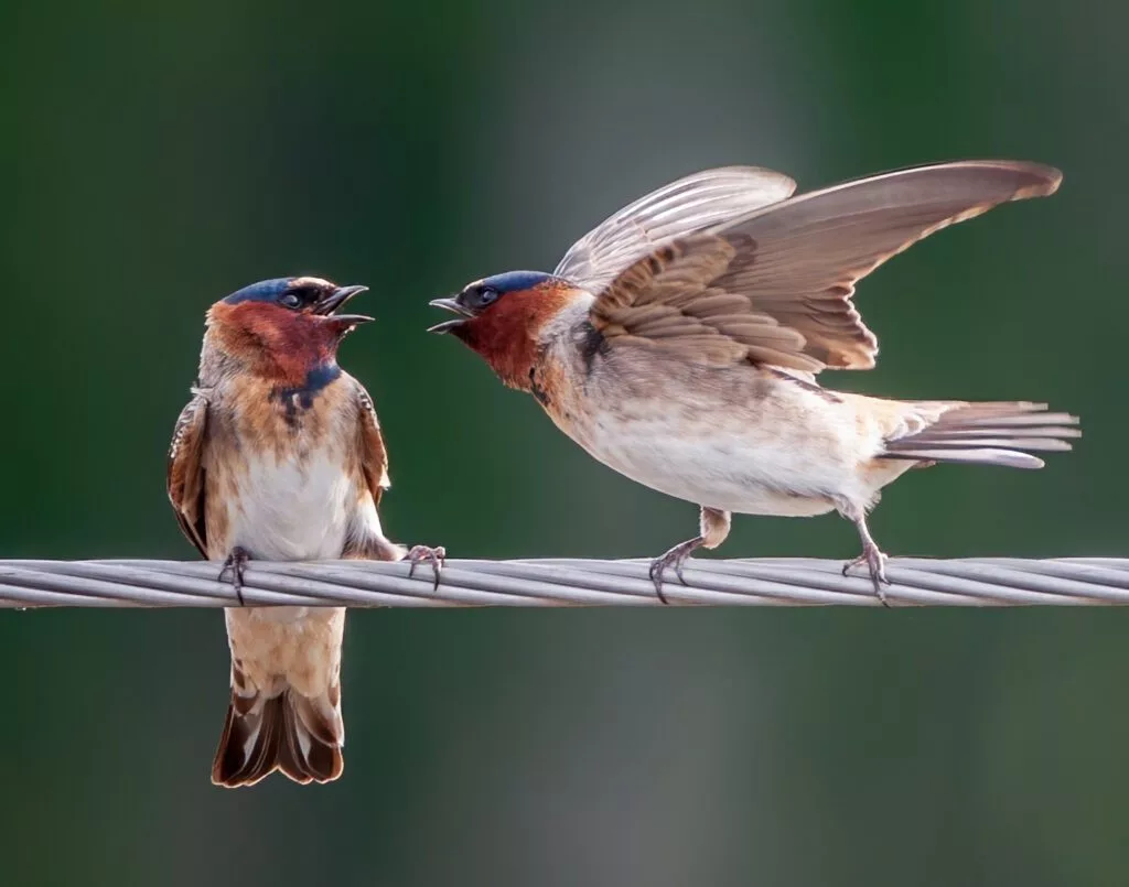 scarff-wildlife-first-place-and-best-of-show-first-place