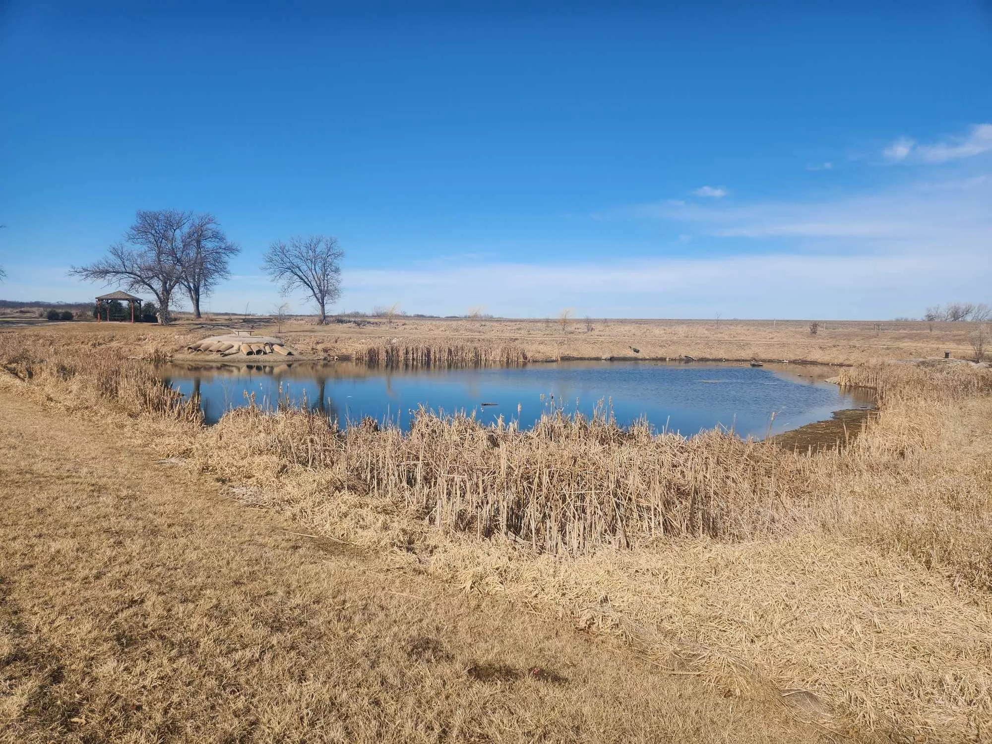 willow-pond