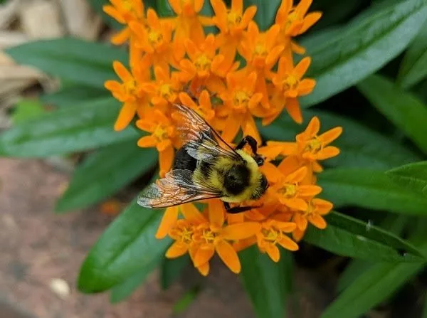 bumble-bee