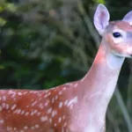 deer-fawning-may-2025-dnr-image