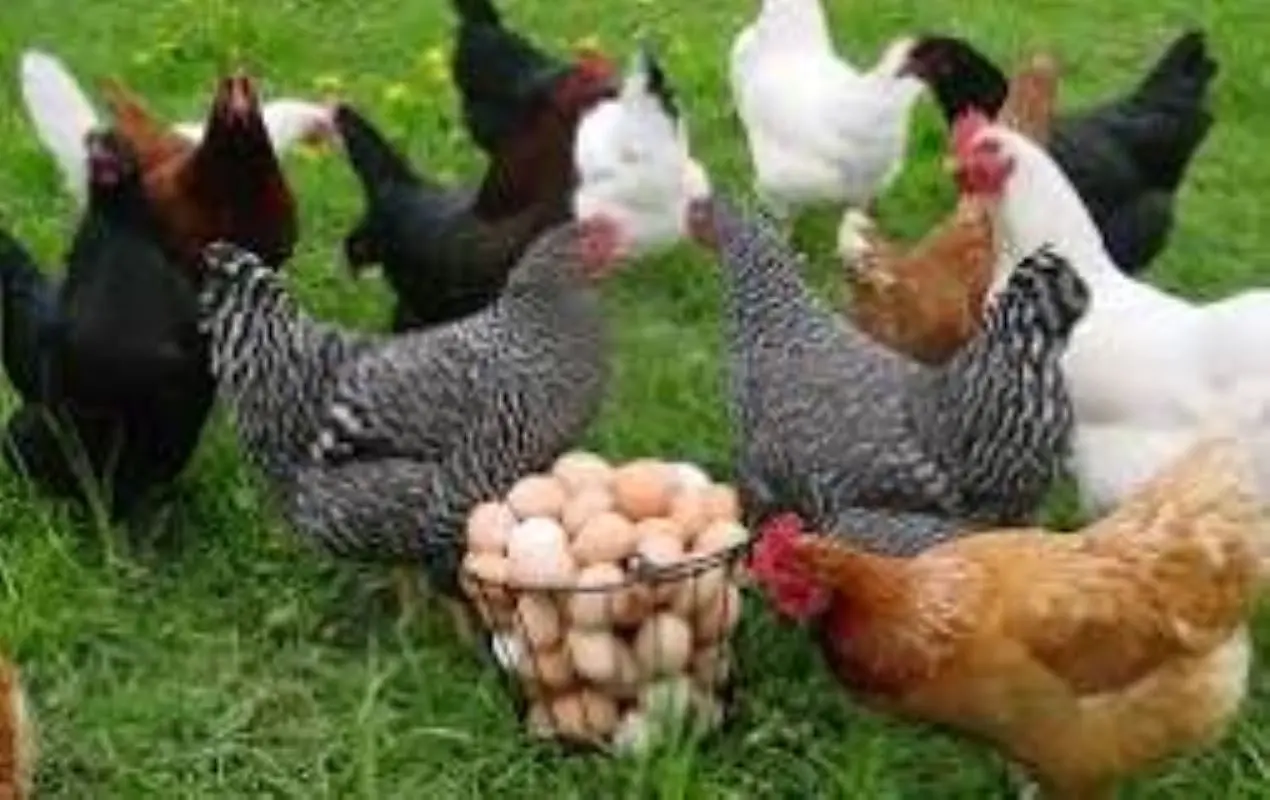 poultry-800