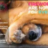 fireworks-and-pets-800