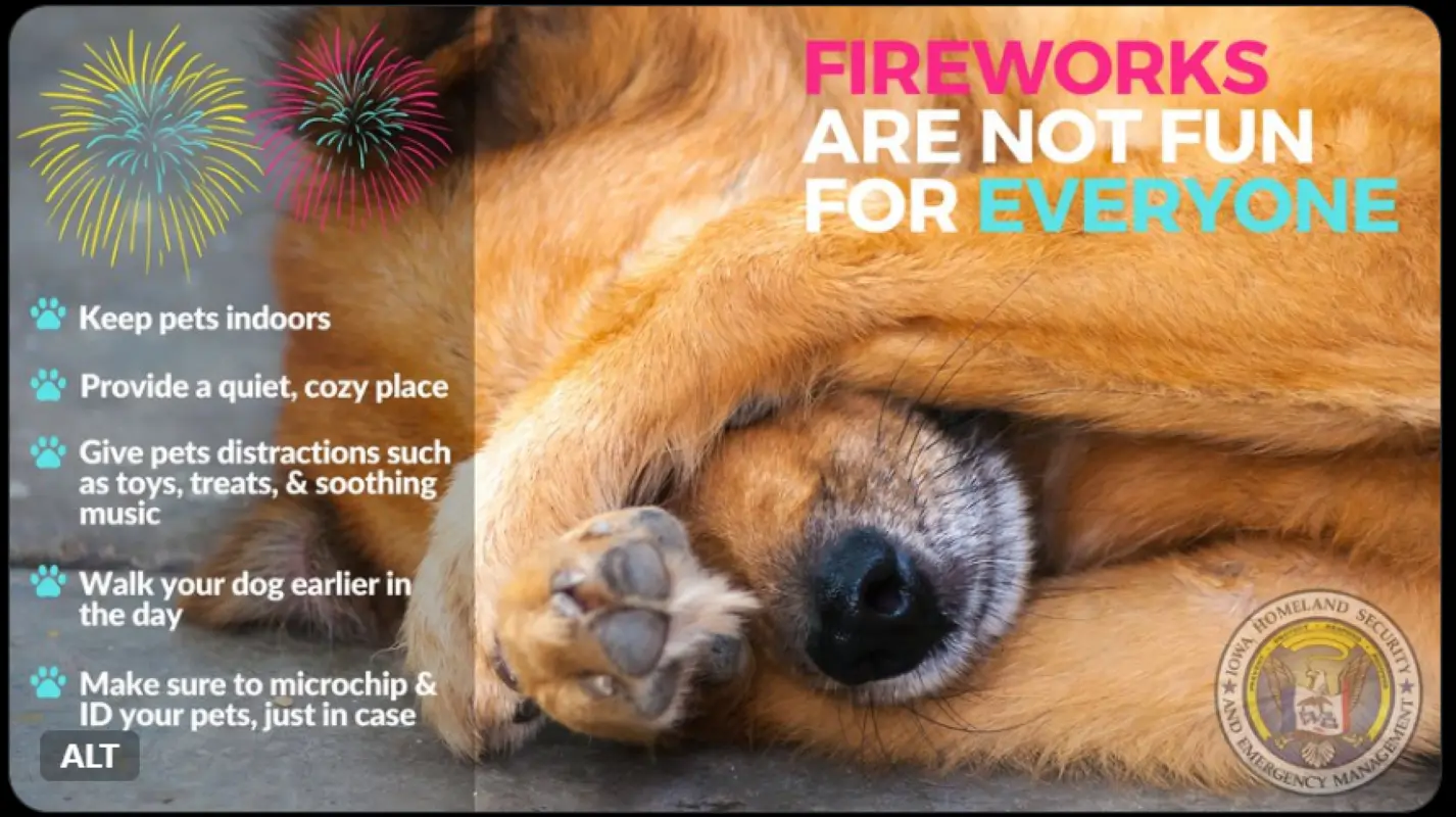 fireworks-and-pets-800