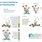 bee-habitat