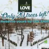 msw-lights-of-love