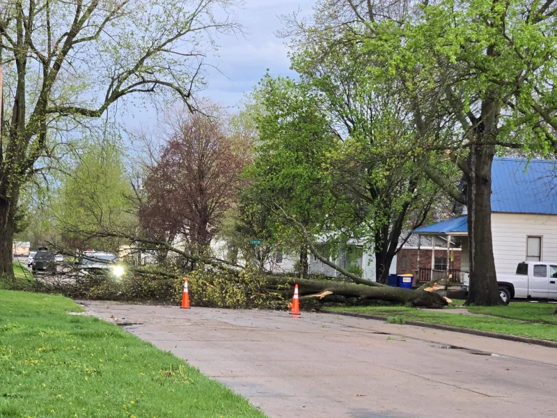 tree-down-washington
