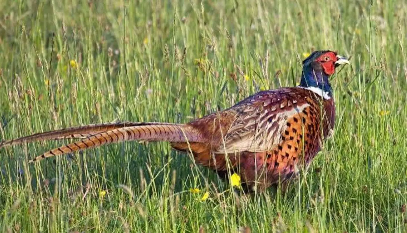 pheasant-800