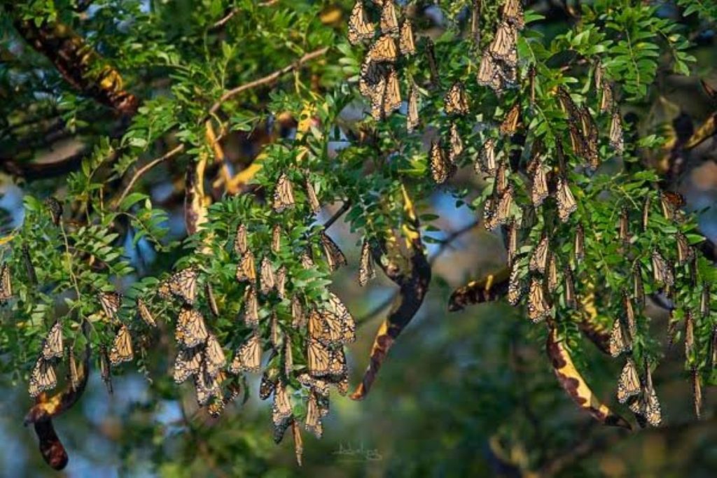 Monarch Migration About to Commence in Iowa, Landowners Can Help Track Roosts