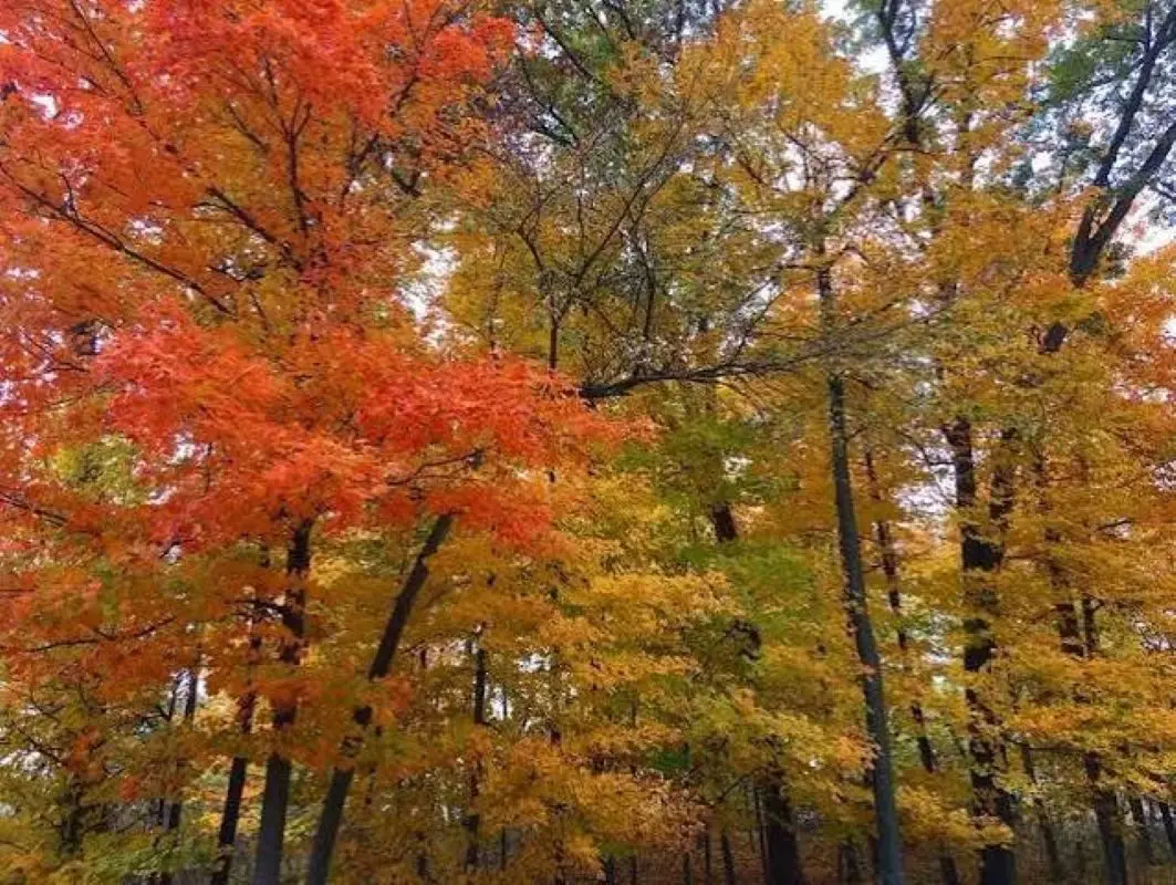 Fall Color Starting to Really Show in Southeast Iowa as Leaves Change ...