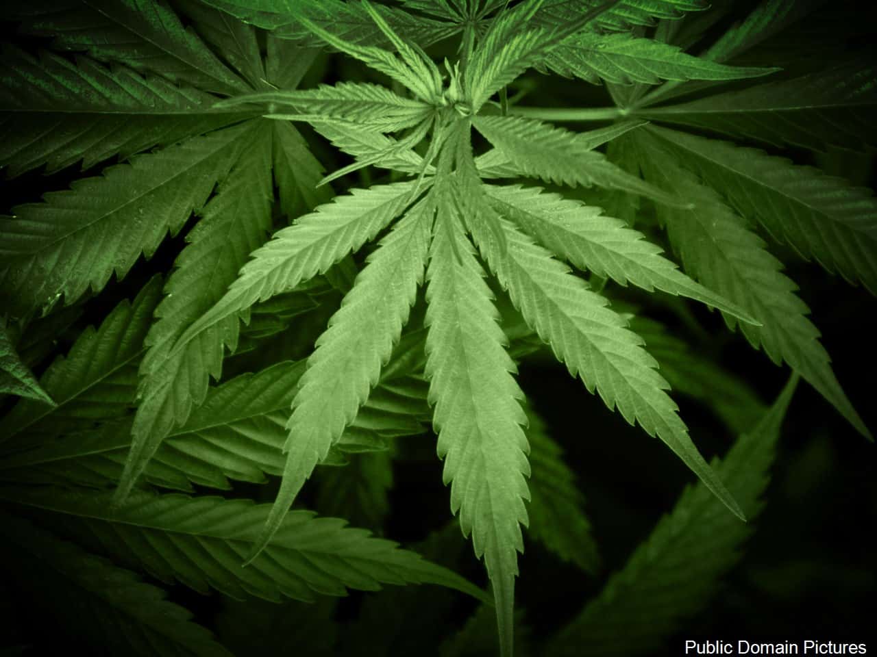 General Assembly to look at pot legalization | Vincennes PBS | 1200 North  Second Street, Vincennes, IN 47591