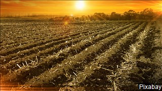 crops-agriculture-planting-farm