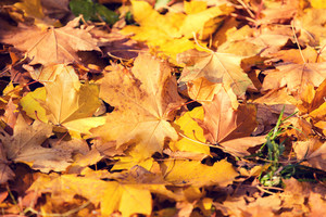 fallen-leaves