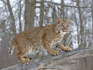 bobcat-photo-from-indiana-forest-alliance