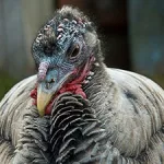domestic-turkey-from-ipb