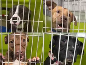 Vincennes Animal Shelter at full capacity Vincennes PBS 1200