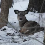 deer-in-the-snow