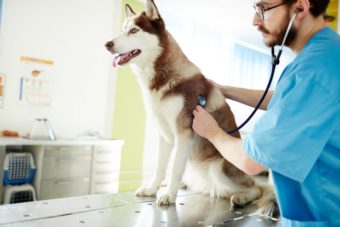 examining-husky