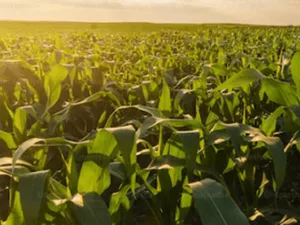 corn-field_dry