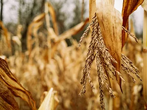 corn-harvest-motion-array