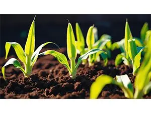 corn-emerging_canva