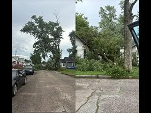 trees-down