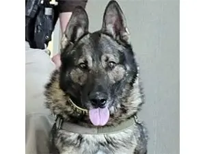 k9-officer-zeno