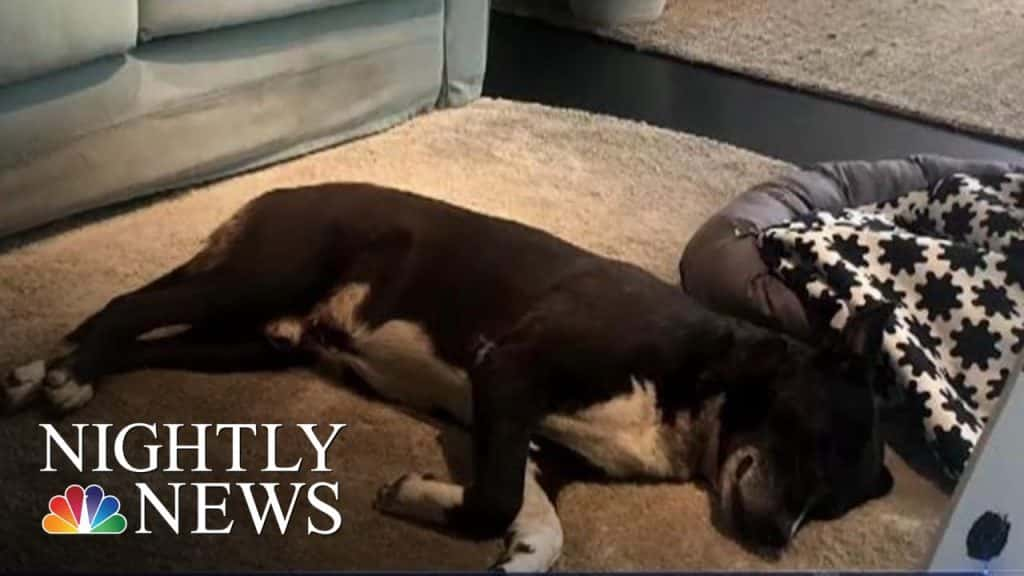 italian-ikea-opens-up-its-doors-for-stray-dogs-nbc-nightly-news