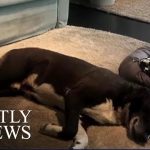 italian-ikea-opens-up-its-doors-for-stray-dogs-nbc-nightly-news