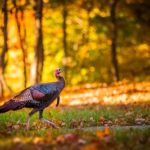wild-turkey-from-ins1-jpg